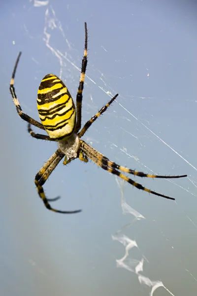 Zavřete Makro Snímek Vosa Pavouka Modrém Pozadí — Stock fotografie