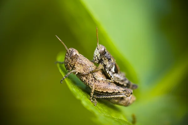 Mating Crickets — Stock Photo, Image