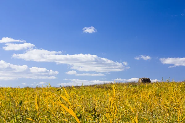 上にある Haybale 丘のフィールドは黄色の草の完全 — ストック写真