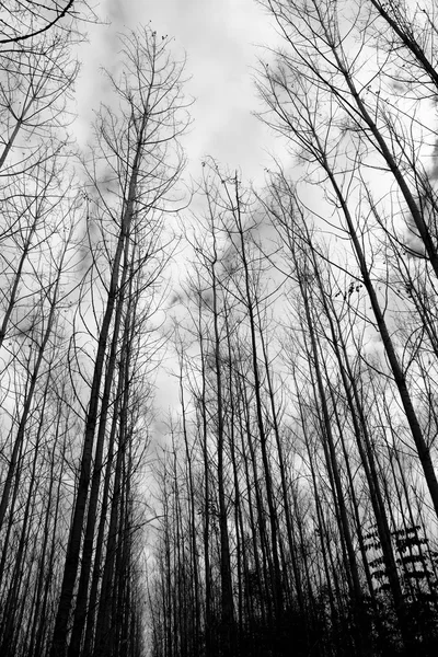 stock image Silver birch coppice