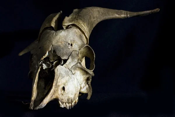 Old Goat Skull Horns Black Background — Stock fotografie