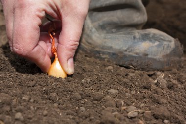 Planting onions sets clipart