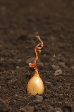 dikim soğan setleri