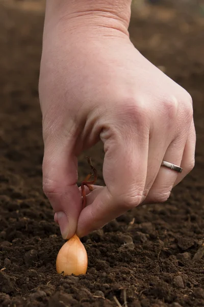 Plantar conjuntos de cebolla — Foto de Stock