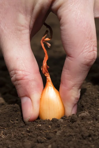 stock image Planting onion sets