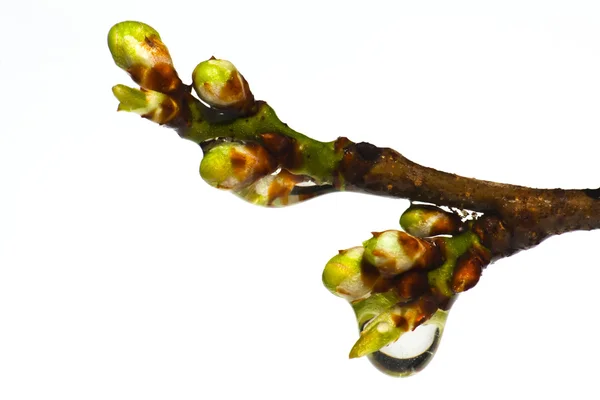 Twig budding into life — Stock Photo, Image