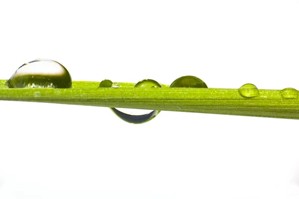 Water droplets on a blade of grass — Stock Photo, Image