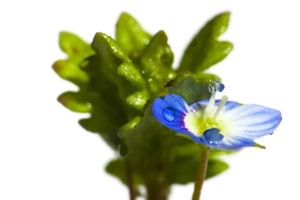 Синій диких квітів — стокове фото