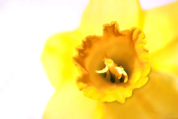 Narcissus bakgrund — Stockfoto