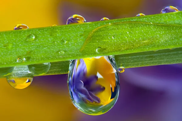 Water droplets, wild flowers and a blade of grass — Stock Photo, Image
