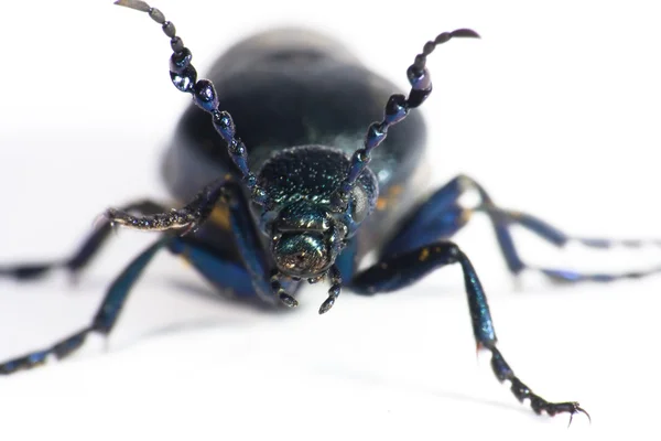 Escarabajo aislado —  Fotos de Stock