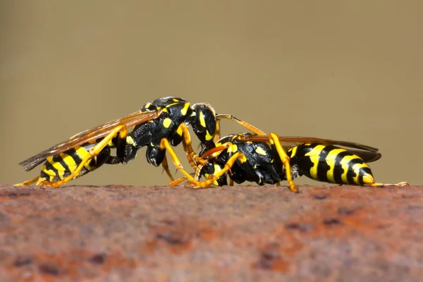 Yaban arıları mücadele — Stok fotoğraf