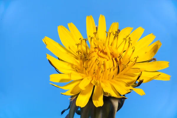 stock image Dandelion flower