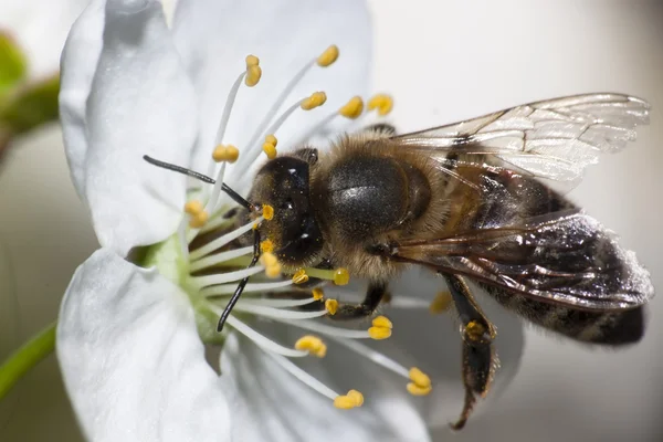 Samlande pollen — Stockfoto