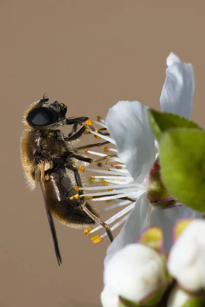 Collecting pollen — Stock Photo, Image