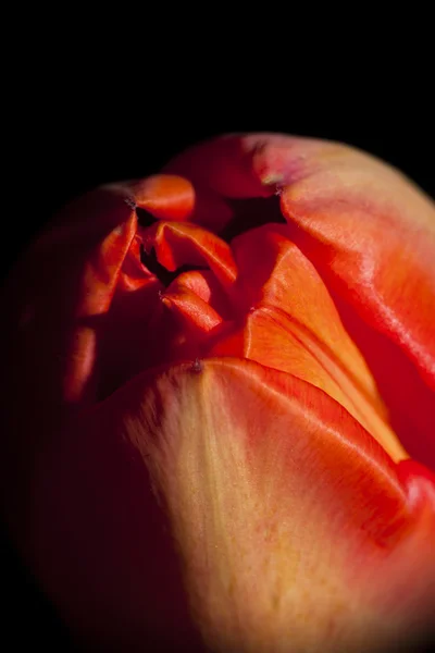 Tulip abstraction — Stock Photo, Image