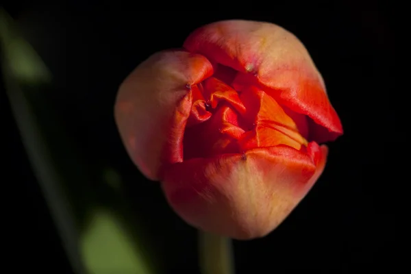 Tulipán abstrakce — Stock fotografie