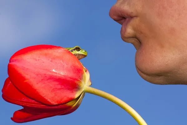 Musíš políbit pár žáby — Stock fotografie