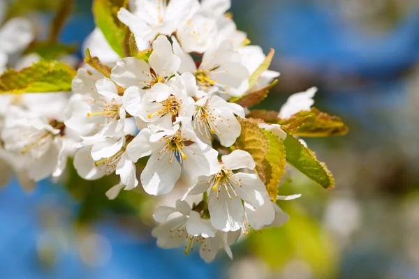 Flowers and blossom in spring — Stock Photo, Image