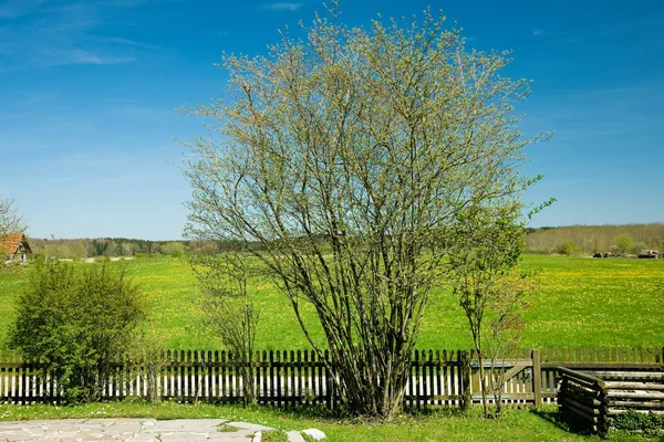 树在春天 — 图库照片