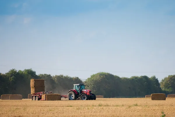 농장에서 수확 — 스톡 사진