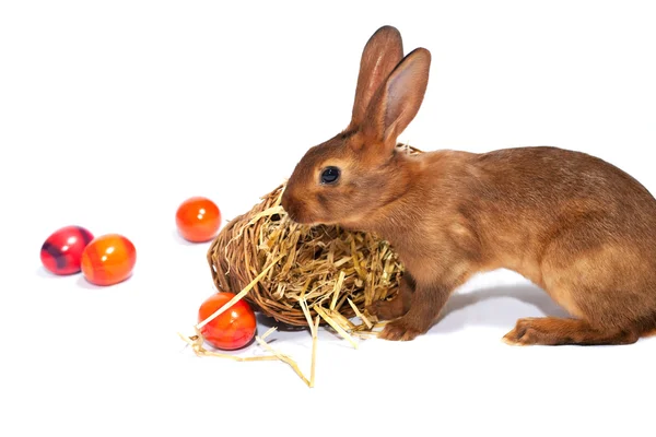 Wielkanocne króliczki z koszem — Zdjęcie stockowe