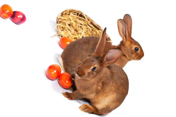 Wielkanocne króliczki z koszem — Zdjęcie stockowe