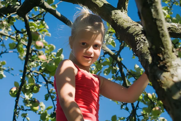Маленька дівчинка вибирає яблуко — стокове фото