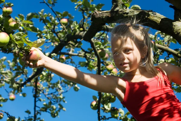 Una bambina che raccoglie una mela — Foto Stock