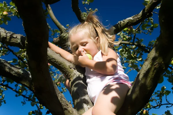 Маленька дівчинка вибирає яблуко — стокове фото