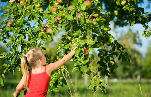 En liten flicka plocka ett äpple — Stockfoto