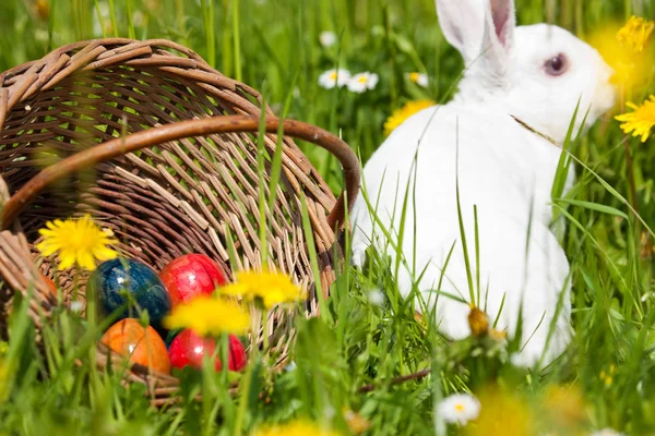 Conejo de Pascua con huevos en un —  Fotos de Stock