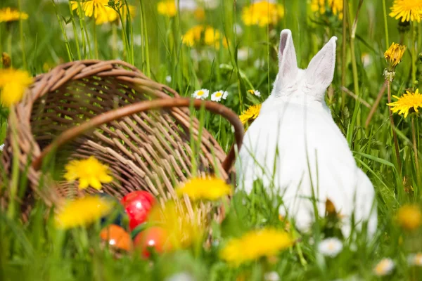 Coniglietto di Pasqua con uova su un — Foto Stock