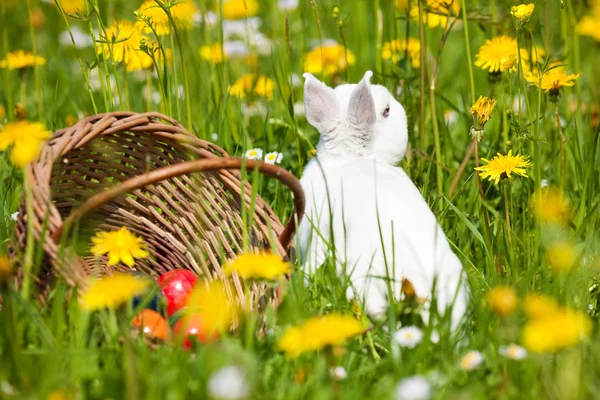 Пасхальний кролик з яйцями на — стокове фото