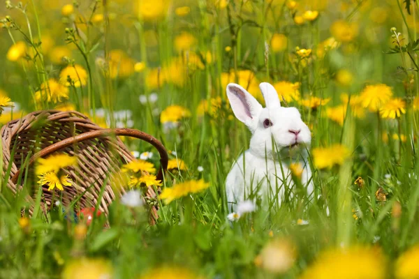 Пасхальний кролик з яйцями на — стокове фото
