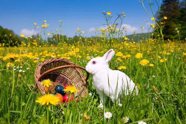 Conejo de Pascua con huevos en un —  Fotos de Stock