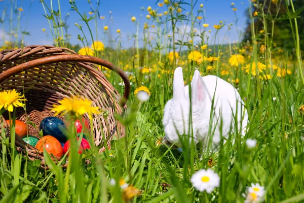 Coniglietto di Pasqua con uova su un — Foto Stock