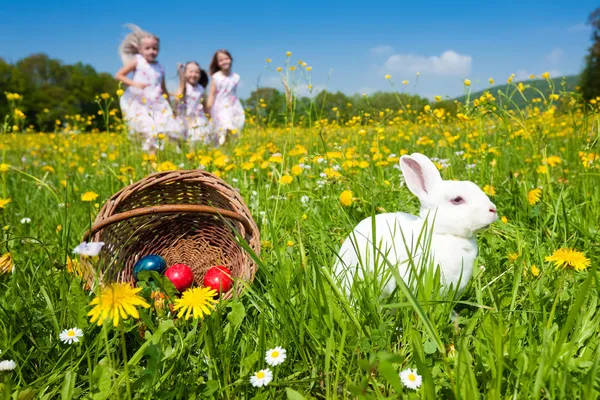Easter bunny on a beautiful — Stock Photo, Image