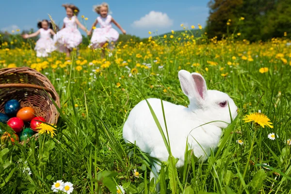 上一个美丽的复活节兔子 — 图库照片