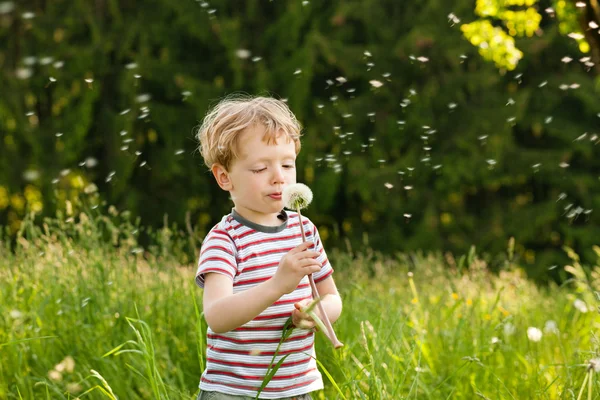 Little boy blowing dandelion — Stock Photo, Image