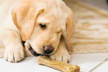 Tatlı labrador av köpeği yavrusu