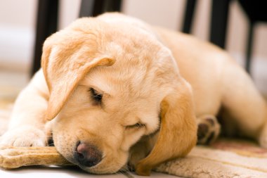 Tatlı labrador av köpeği yavrusu