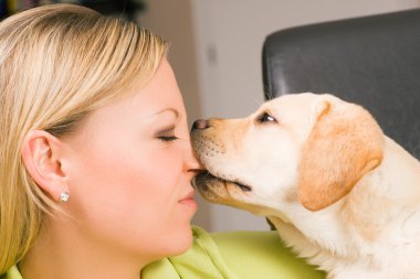 Tatlı labrador av köpeği yavrusu