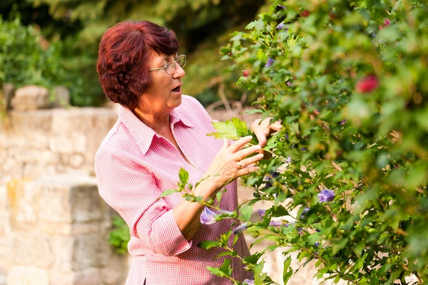 庭いじりをする-女性の収穫 — ストック写真