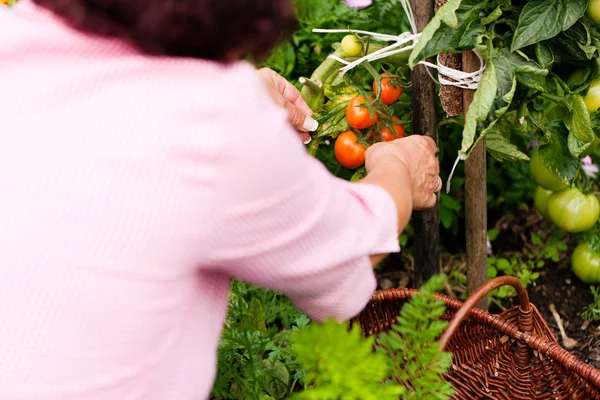 Bahçe - hasat kadın — Stok fotoğraf