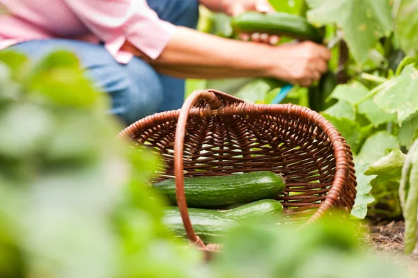 Vrouw die komkommers oogst — Stockfoto
