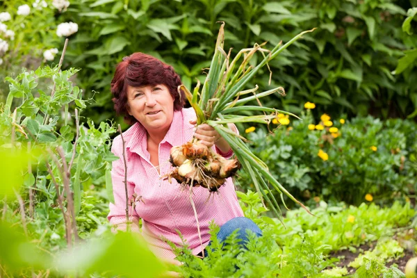 Mujer cosechando cebollas —  Fotos de Stock