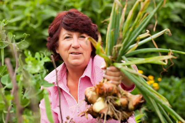 Femme récolte des oignons dans — Photo