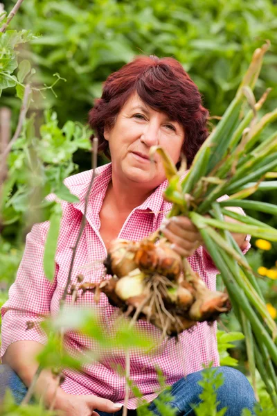 Woman harvesting onions in — Stock Photo, Image