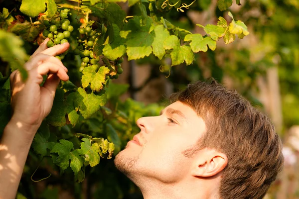 Junger Mann blickt auf eine Weintraube — Stockfoto